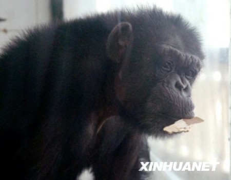 chimpansee2