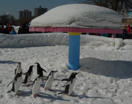 pinguin_park_beijing_93