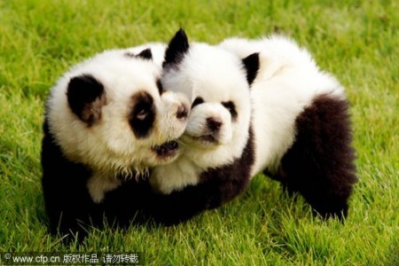 panda-honden-china-1