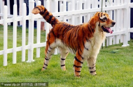 tijger-honden-china-3