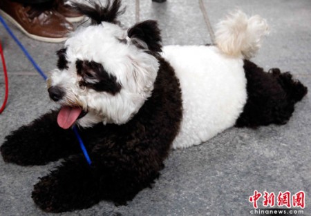 panda-honden-china-4