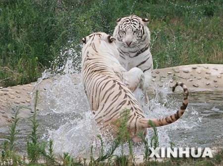 xian-qinling-wildlife-park-1