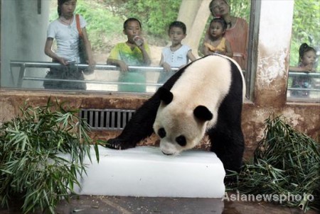 panda-wuhan-zoo-china-1