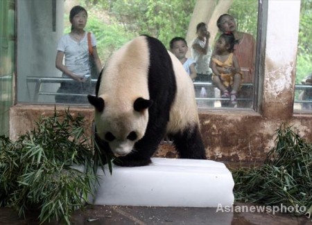 panda-wuhan-zoo-china-3