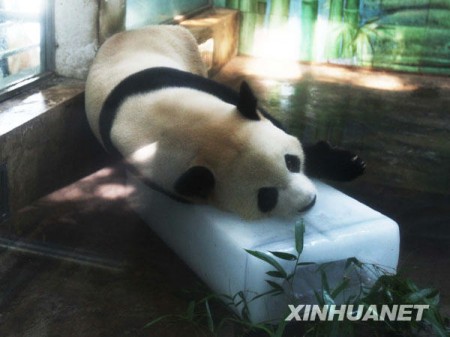 panda-wuhan-zoo-china-5