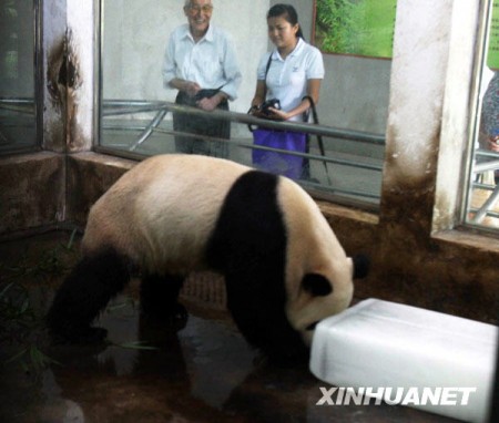 panda-wuhan-zoo-china-6