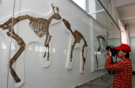 dinosaurus-museum-shandong-china-2