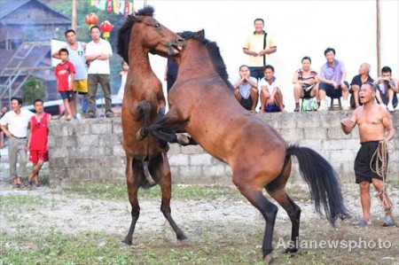 paarden-gevecht-china-1