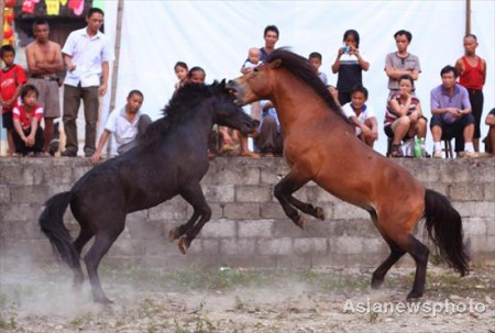 paarden-gevecht-china-2