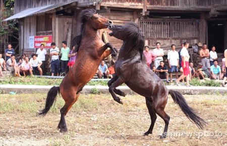 paarden-gevecht-china-3