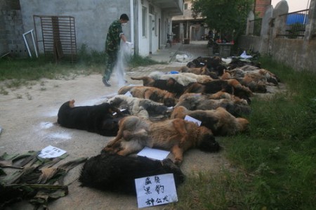 politiehonden-china vergiftigd-1