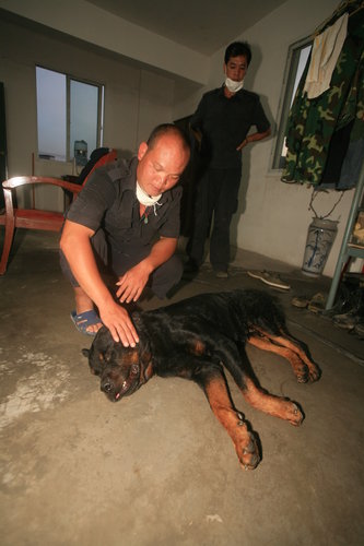 politiehonden-china vergiftigd-3