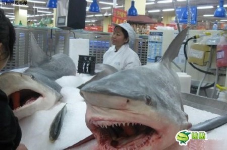 haai-in-de-supermarkt-in-china-0