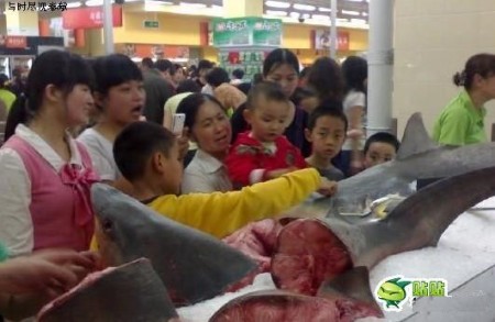 haai-in-de-supermarkt-in-china-1