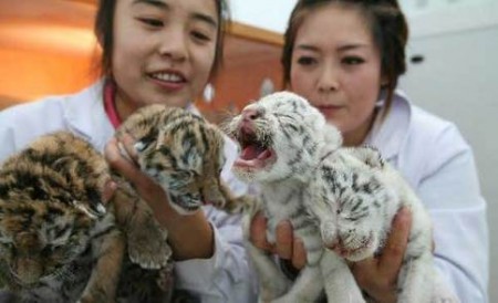 tijgers-geboren-china-1
