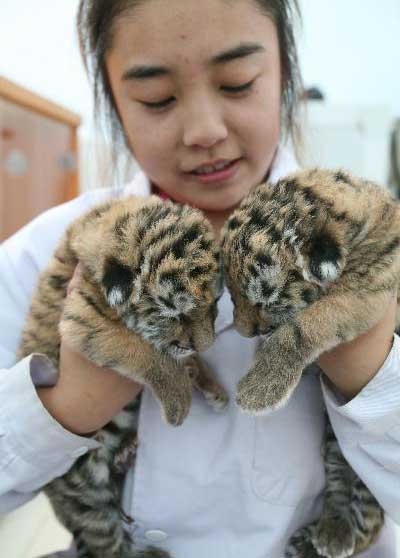 tijgers-geboren-china-3
