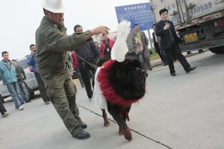 tibetaanse-mastiff