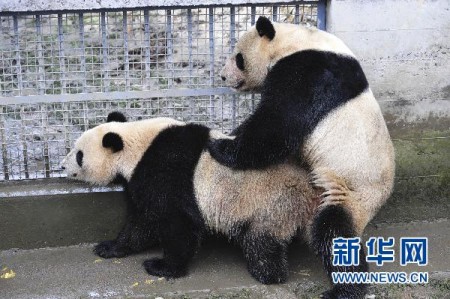 neukende-panda-china-1