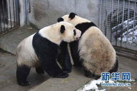 neukende-panda-china-3