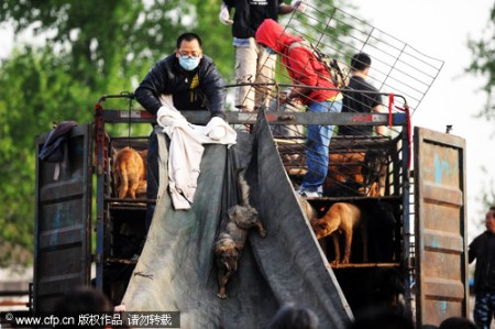 honden-gered-in-china-1