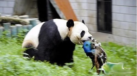 panda-doodt-blauwe-pauw-1