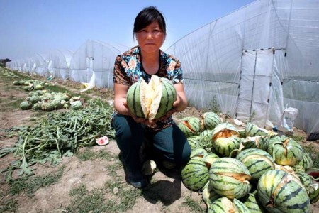 watermeloen-gebarsten-dorp-china-1