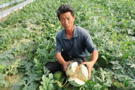 watermeloen-gebarsten-dorp-china-2