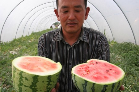 keiharde-watermeloen-uit-china-2