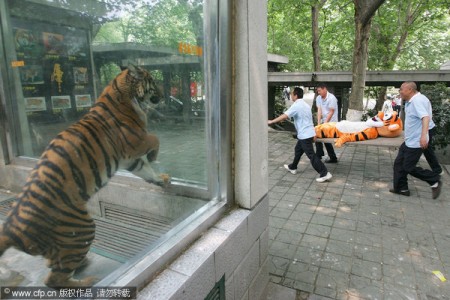 tijgers-jagen-dierentuin-china-5