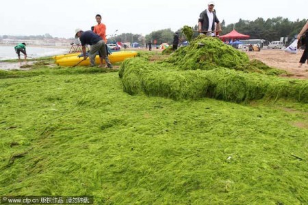 groene-algenplaag-china-1