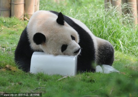 panda-warm-china-1