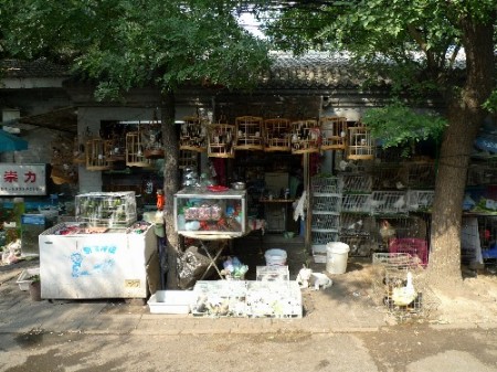 dierenwinkel-beijing-hutong-2