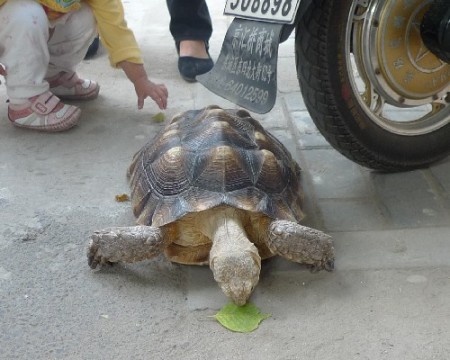 schildpad-beijing-3