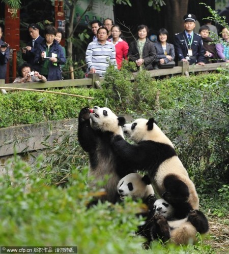 bewegende-panda-china-1