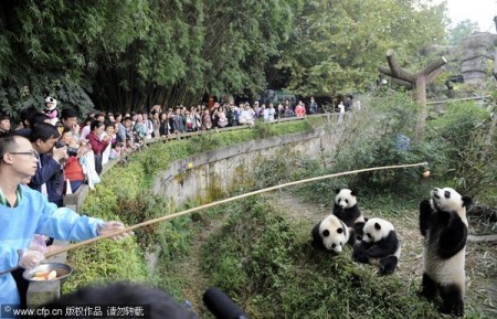 bewegende-panda-china-2