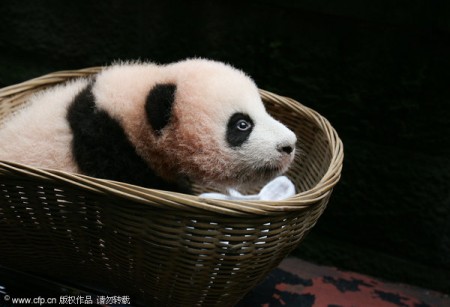 panda-china-chongqing-2