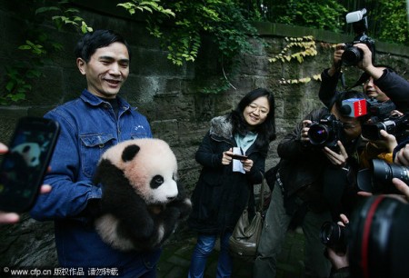 panda-china-chongqing-3