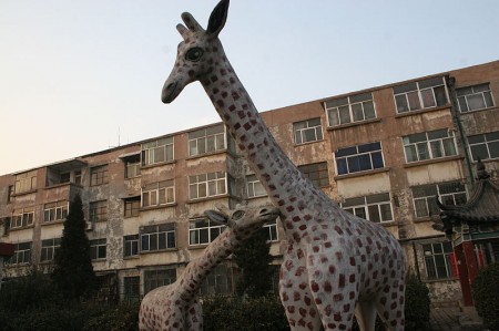 800px-Binzhou-Giraffe03