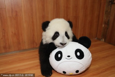panda in China