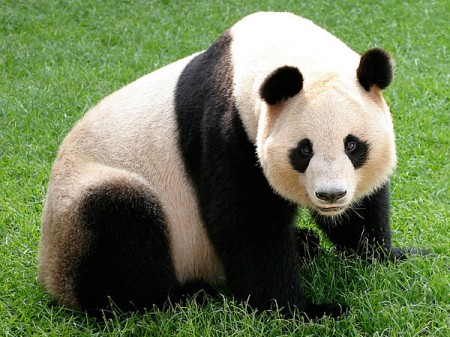 panda-china-1