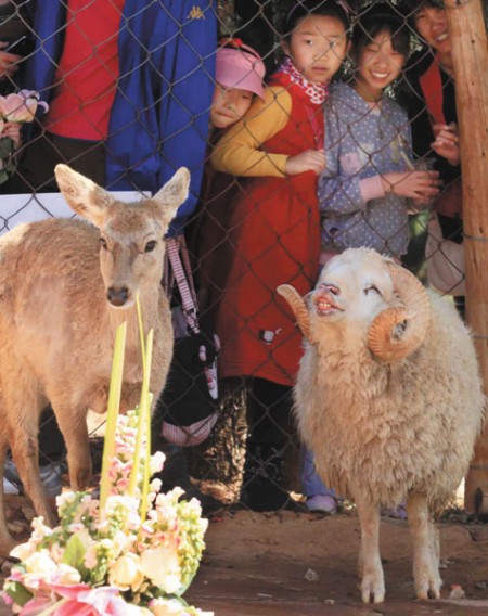 schaap-hert-trouwen-china-1